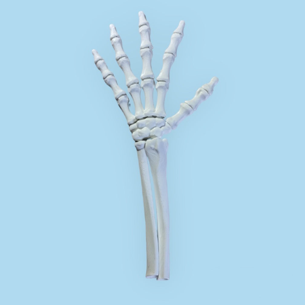skelet hand