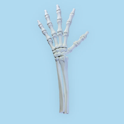 skelet hand