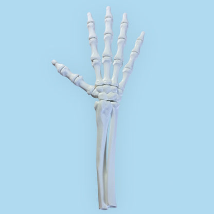 skelet hand